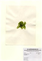 藏品(牡丹菜)的圖片